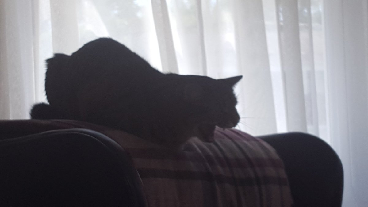Amicamea7's tweet photo. My cat when another kitty tries to be friends #CatParentFail :P https://t.co/wpZDihJPEN
