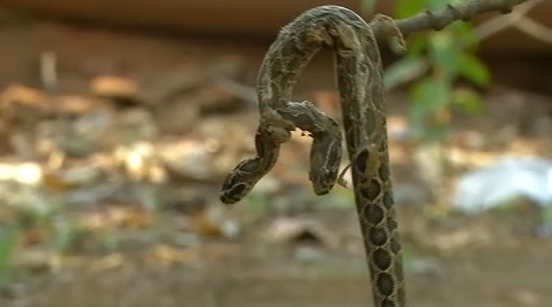 news7tamil's tweet photo. விவசாய தோட்டத்தில் சிக்கிய அரிய வகை இரட்டை தலை கொண்ட கழுதை விரியன்..
விவரம்: https://t.co/64FQzRc1Cc #TwoHeadSnake https://t.co/PiHKt250oo