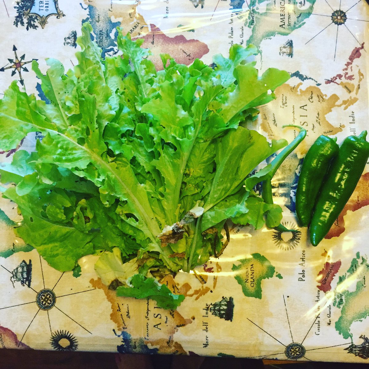 HungerPayne's tweet photo. Fresh from the garden #greens #food #growyourown https://t.co/TDx4KzGMj9