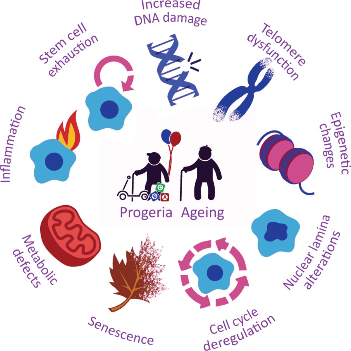 DMM_Journal's tweet photo. New Review: Hallmarks of #progeroid syndromes: lessons from mice & reprogrammed cells https://t.co/vBqSbKp80S #aging https://t.co/vlQrQvvWN8