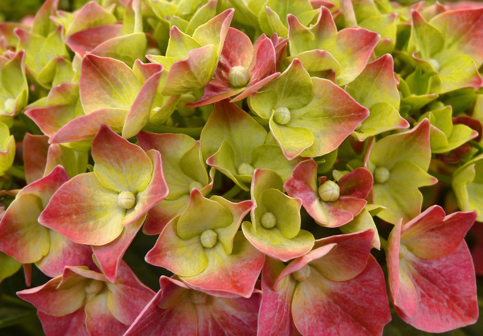 joancarroll's tweet photo. French Hydrangea https://t.co/WEicDEBWD6 #hydrangea #frenchhydrangea #botanical #gardening via @hhphotography3 https://t.co/Acmsaa1KHx