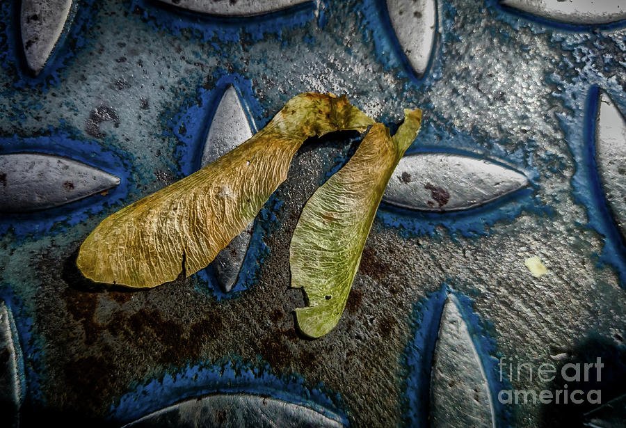 joancarroll's tweet image. buff.ly/2ae7ehn #mapleseeds #patternsandtextures #dichotomy #buyfineart via @jamesaiken09