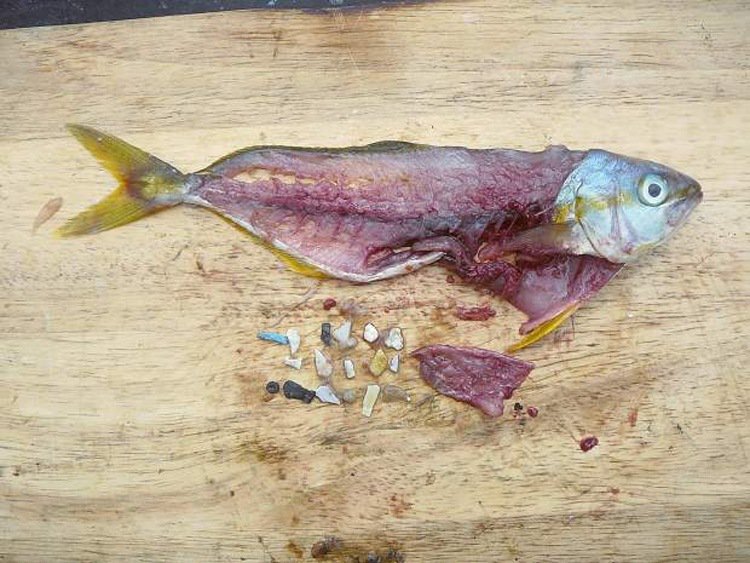 Surfdome's tweet photo. Are we now eating plastic for dinner??
Read > https://t.co/bRoouVRnVi <
#EarthDay #PlasticPollution https://t.co/V4RB7sKmXP