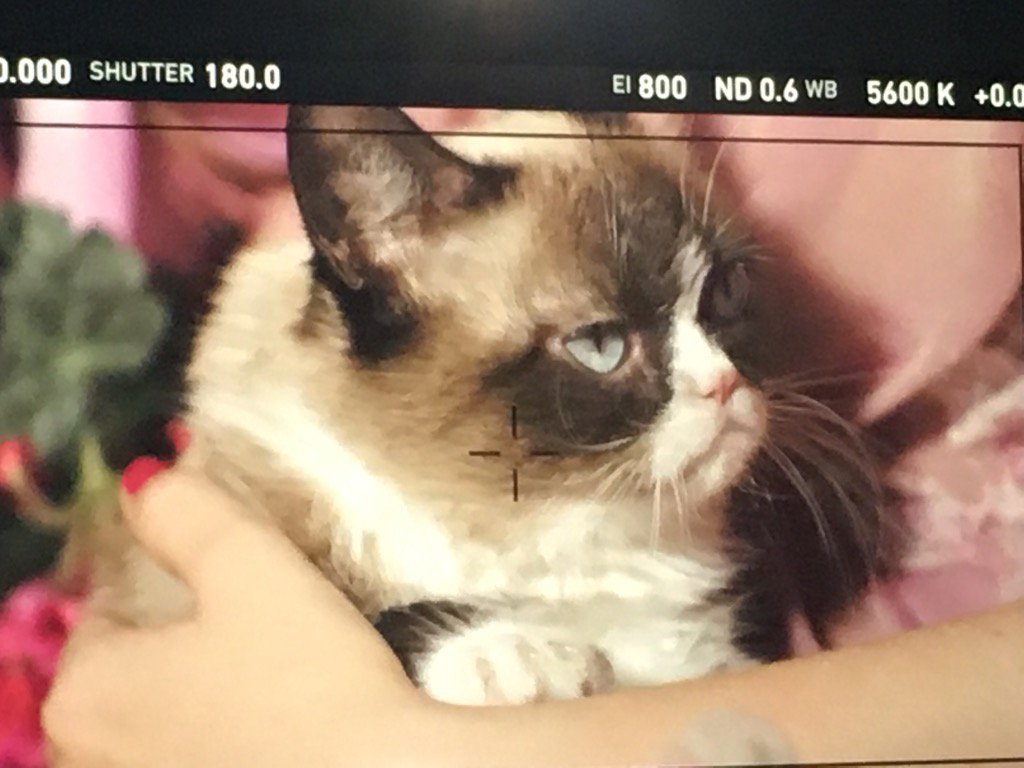 TMuellerDouglas's tweet photo. @RealGrumpyCat #grumpyopel beim Photoshooting mit ellen von unwerth fΓΌr den @opel Kalender 2017, so Sweet π https://t.co/5IhSAhVjcf