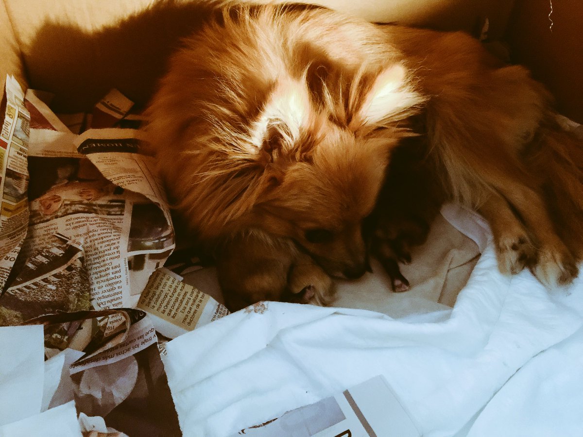 Amor perruno🐾 ya soy abuela de dos hermosisimos babies. Y ella la mejor mami perruna.