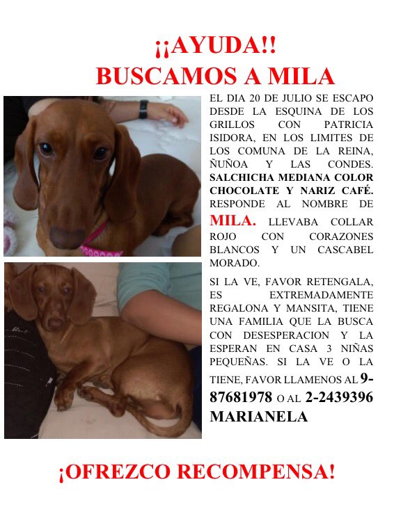 claugonzalez75's tweet photo. @carolinapinoc @NelaMariann pido ayuda para df. #Milaperdida #buscandoaMila salchichaextraviada https://t.co/w7lQLlrdM2