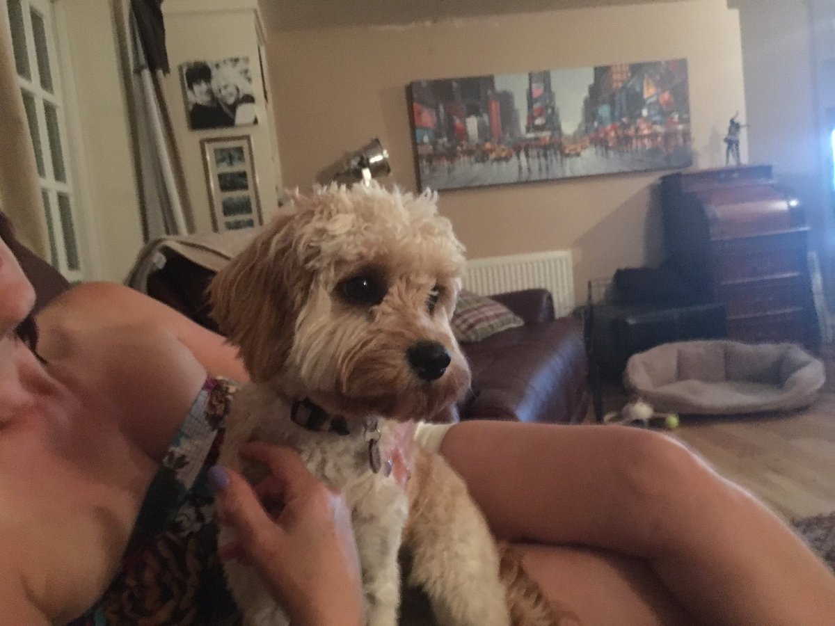 kship87's tweet photo. Dog sitting completed #georgecanrestagain https://t.co/YZ53U2p6hd