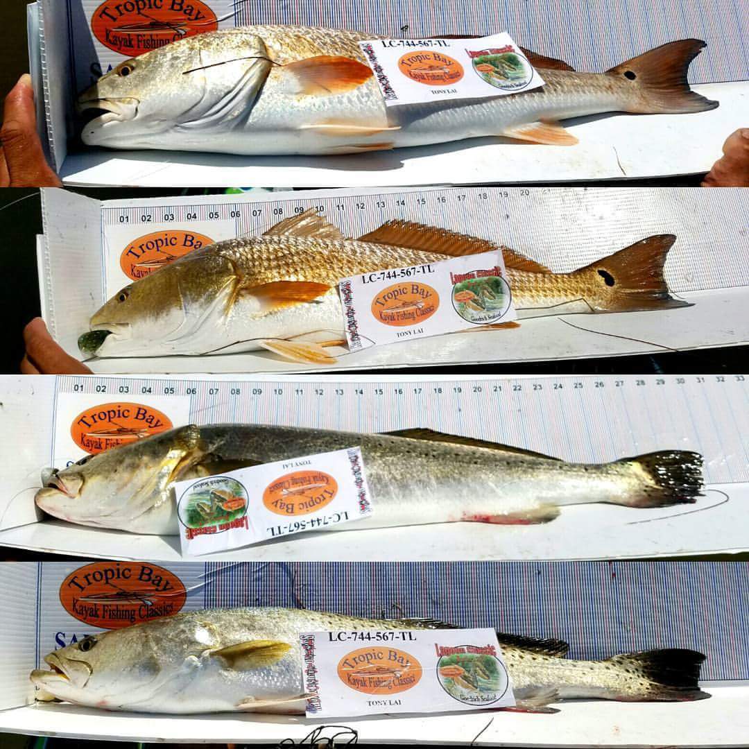 Skiff_ClassicS's tweet image. Tony Lai wins Lagoon Classic  with FINS Braid. #FINSBRAID