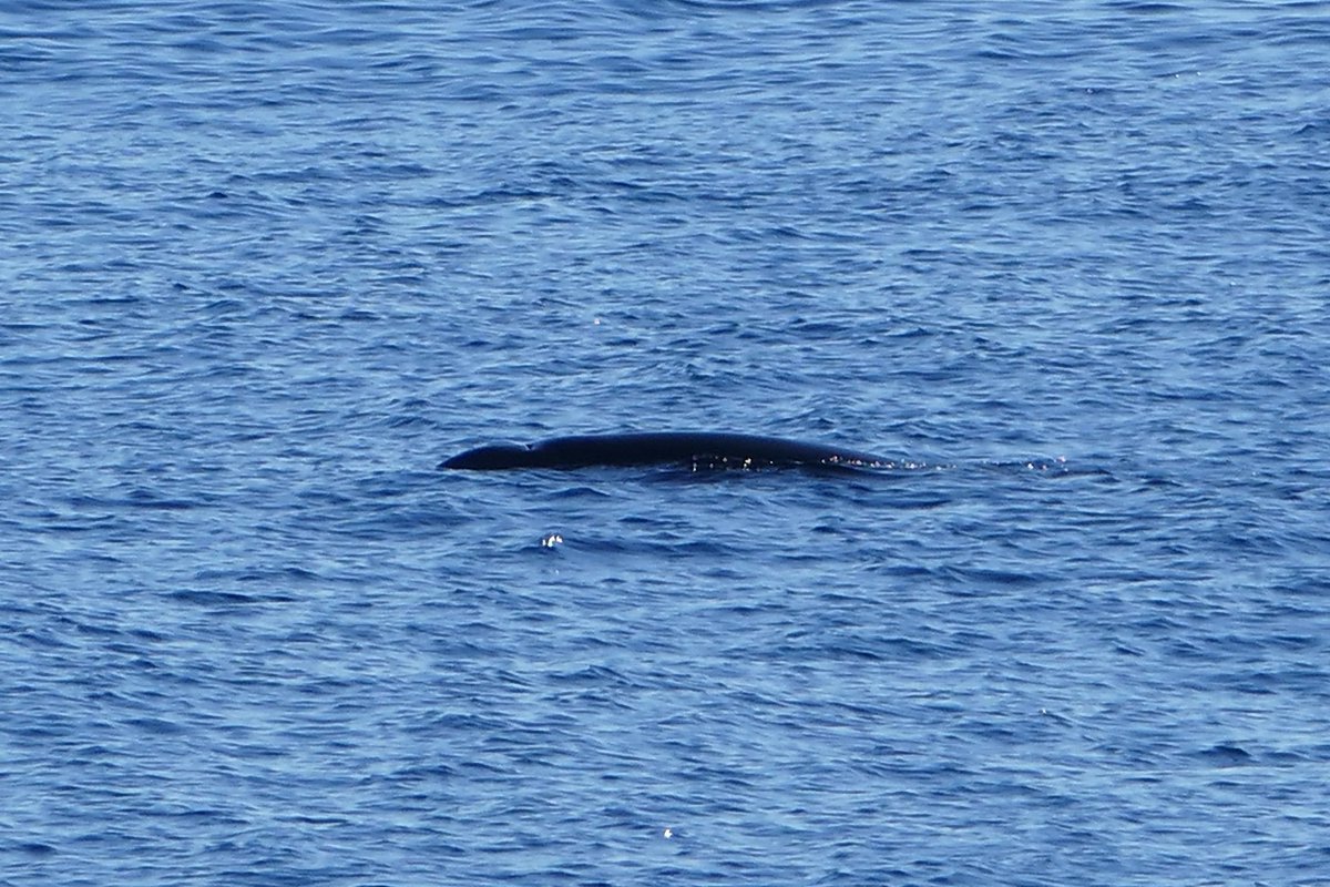 SCANS-III (@scans_3) on Twitter photo Cuvier's beaked whale (Ziphius cavirostris) resting during #SCANS3 Spanish #marinemammal survey <a href="/IEOoceanografia/">Instituto Español de Oceanografía</a> Cuvier's beaked whale (Ziphius cavirostris) resting during #SCANS3 Spanish #marinemammal survey <a href="/IEOoceanografia/">Instituto Español de Oceanografía</a>