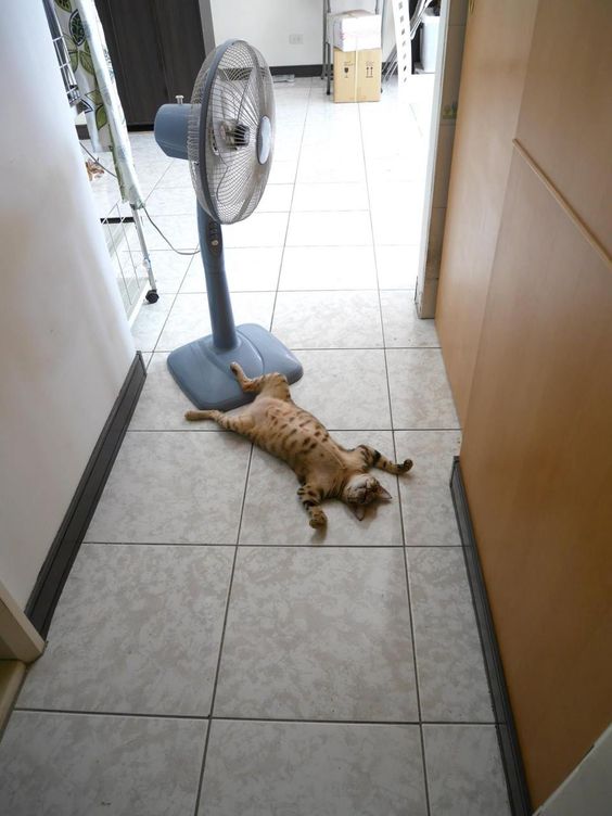 signatureideas's tweet photo. This #HeatWave will not let up! #SignatureIdeas #Summer2016 #Help #Philadelphia #DNCinPHL https://t.co/Qj4Jmn6RNs