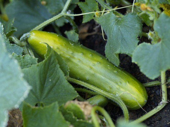 urbgardenersrep's tweet image. Do you want cucumbers from your balcony? - Grow Cucumbers in Pots with these easy tips bit.ly/2amW3QN #ur…