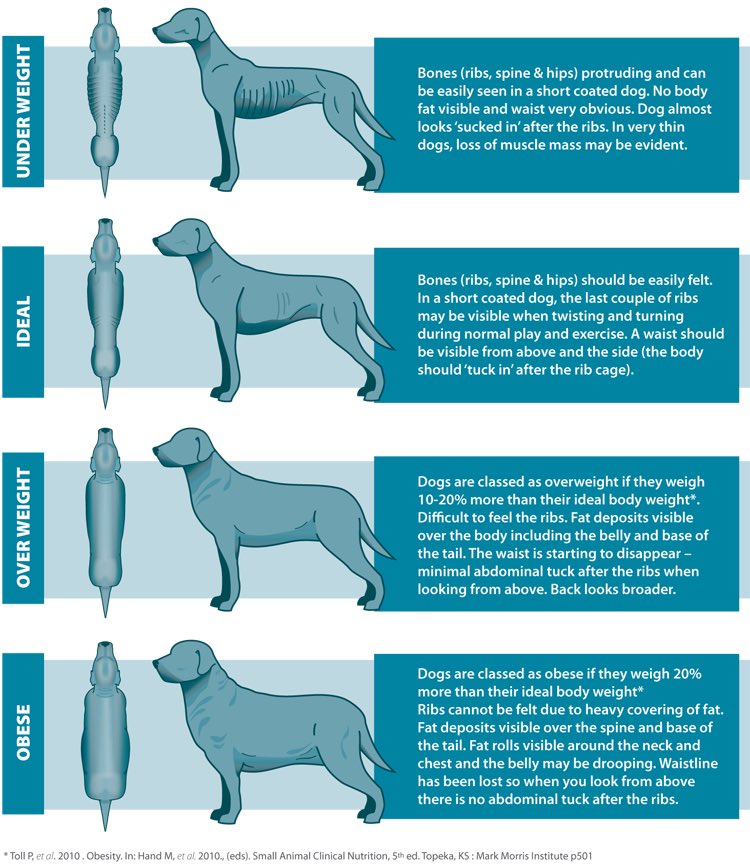 old_paws's tweet photo. Determine your dog's ideal weight. #506 #image #dogcare #weightmanagement https://t.co/7V3kTyks1x
