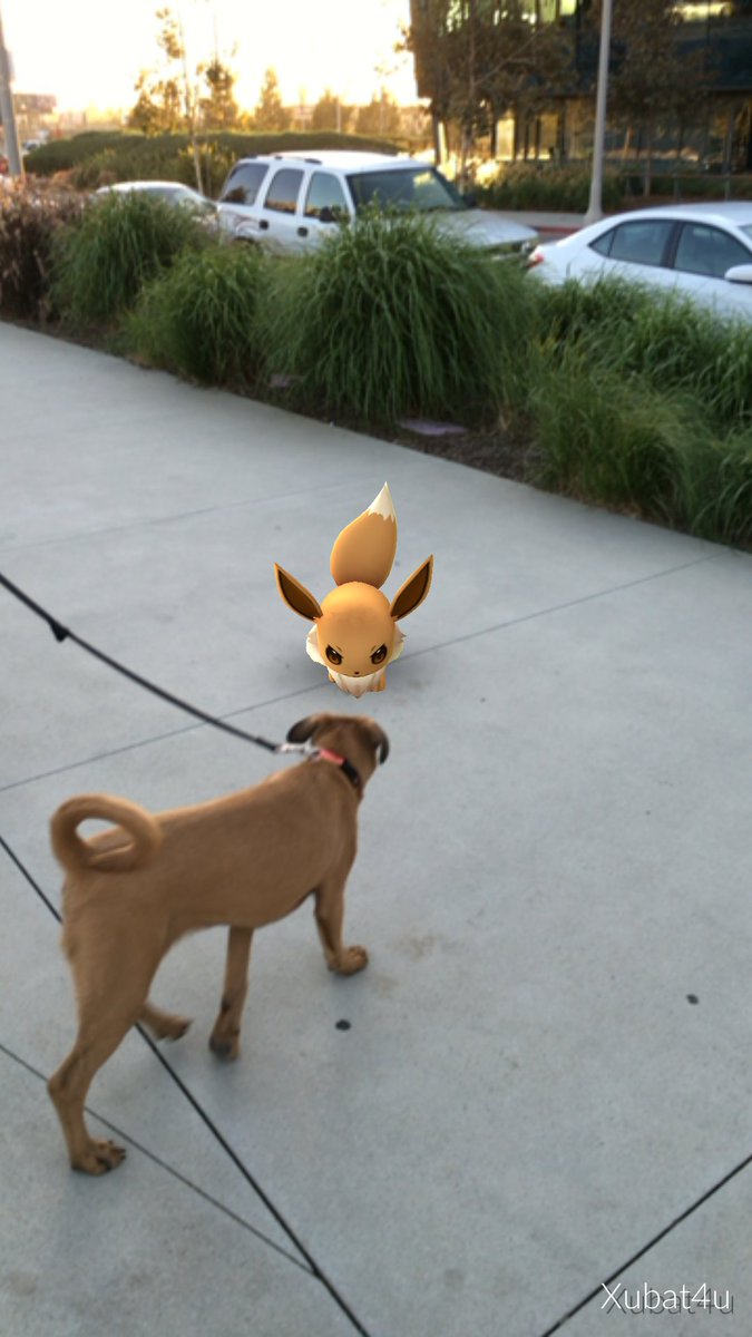 flyball_zone's tweet photo. Evee isn't sure about this dog
#pokemongo #evee https://t.co/CYPbg6r0SB https://t.co/4Kq8kbtdOI