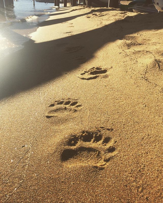 When the bears are up earlier then you. #skilaketahoe #bearlife #summerintahoe #laketahoe #lakelife