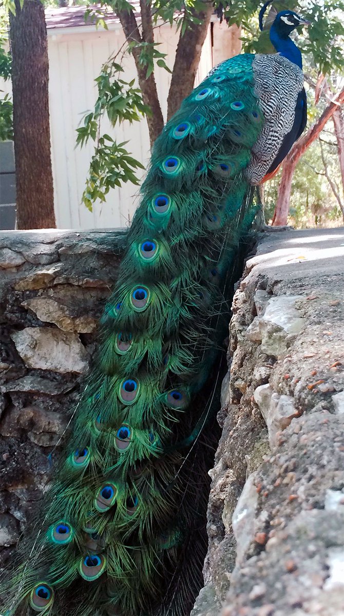 rexengineer's tweet image. Tried the Pokémon Go. Caught a glimpse of reality. #InsideOutbound