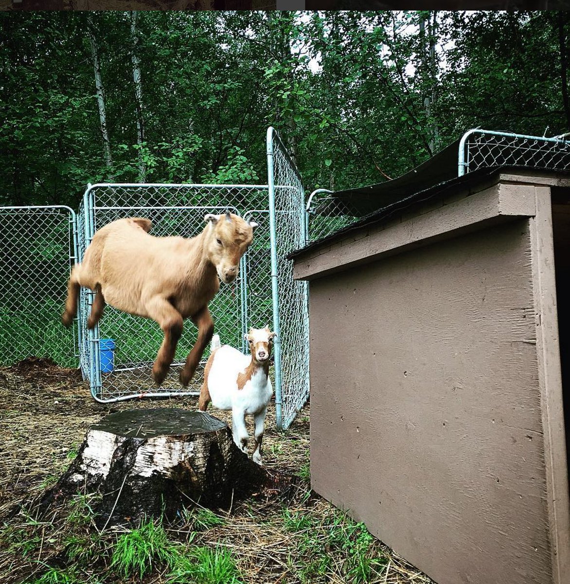GoatUserStories's tweet photo. As a goat I want to share my victories with others so that we can all kick up our heels! https://t.co/AmP6Q1mMbn