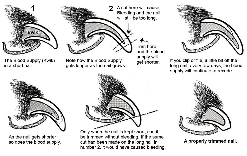 old_paws's tweet photo. Trim your dog's nails the proper way. #506iv #image #nailcare https://t.co/wK19UPFIbm