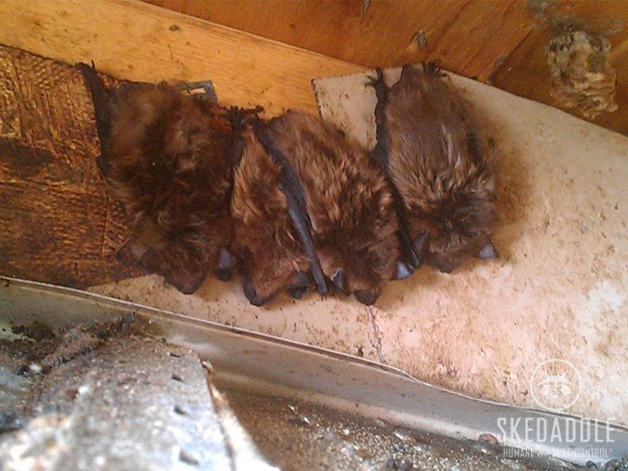 Skedaddle Humane Wildlife Control tweet media