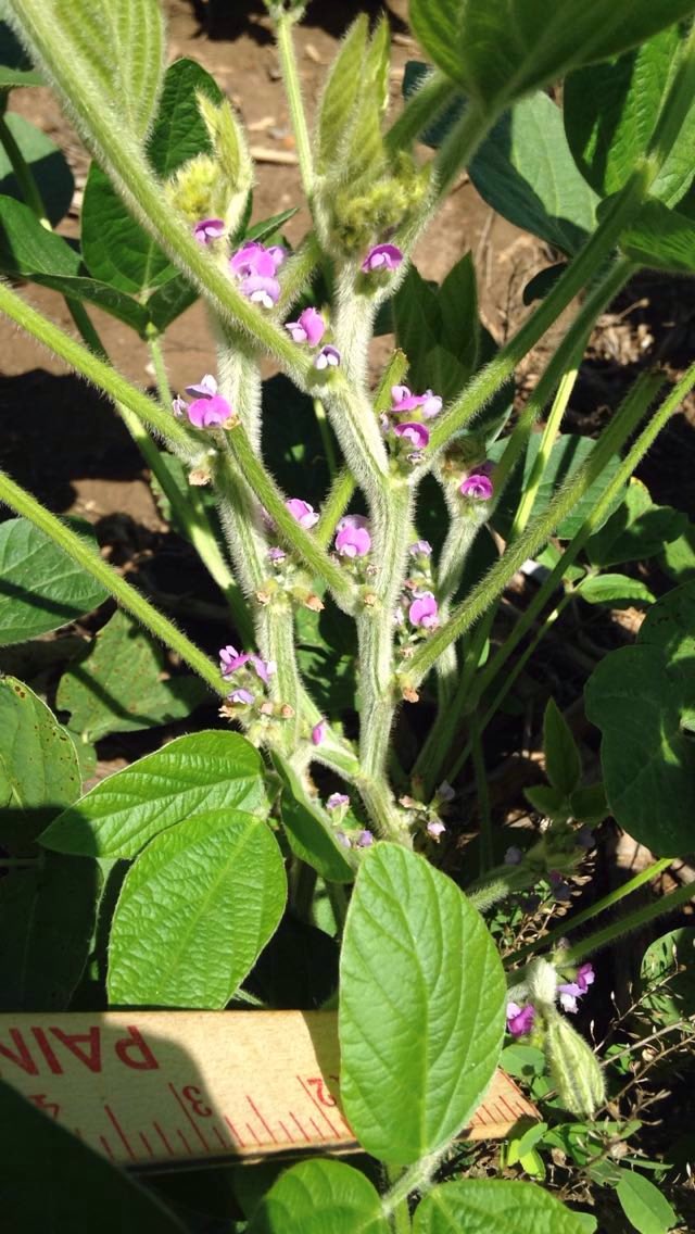 BirdAnna12's tweet photo. Scouting Asgrow Xtend production beans and they sure do look good! #XtendYourYield #loadedwithblooms https://t.co/78wy56wB6r