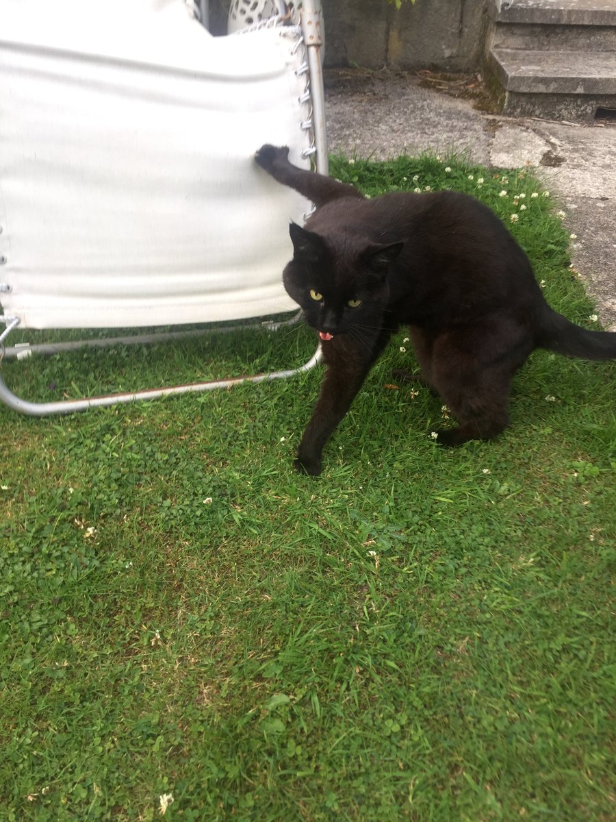 MYSWEARYCAT's tweet photo. "Fuck your rules, fuck this chair, and fuck everyone who's ever sat in this chair!' https://t.co/SPcuWcLmhq