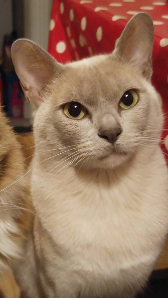 MaverickLegacy's tweet photo. Please RTGhost went missing in the NW10 area of Prout Grove London
any information call/text 0749 8477 131 Thanks x https://t.co/irJ0gpuKBg