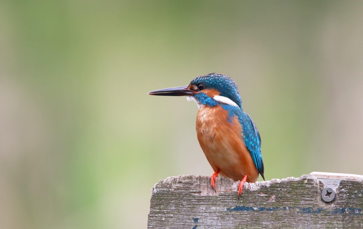tpodcollective's tweet photo. How to Control Depth of Field in your photographs https://t.co/QKX34FH5zC #dof #photography https://t.co/U5FISm3LnB