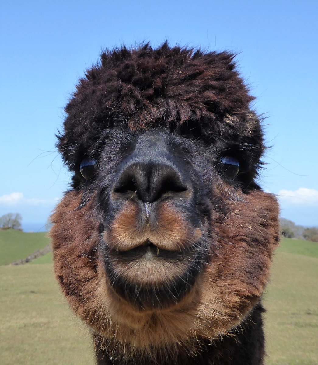 AndesAlpacas's tweet photo. I'm your man! Looking for #speed-dating well you'll find me @northdevonshow 3rd August #topstud https://t.co/a5ZjKh7mna