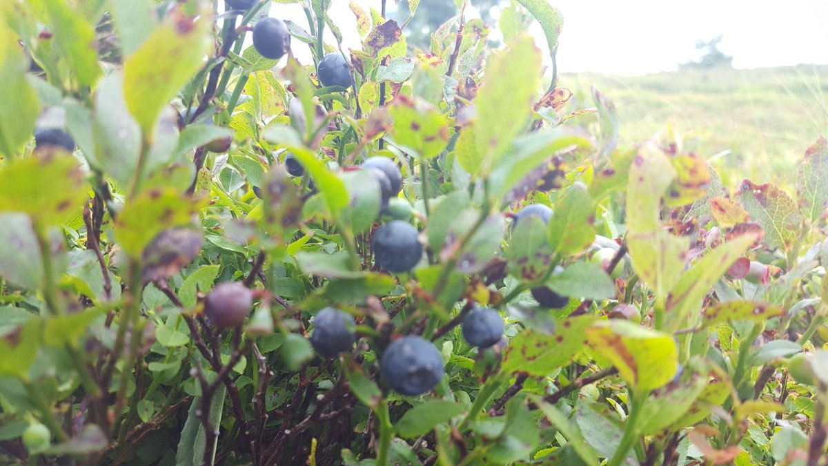 Blueberries for the #Barrel58 2016 edition. Col de Finiels, France.
