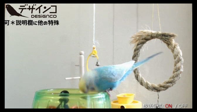 mochico251's tweet photo. 【ニコ生放送中】 【インコ映すだげ主不在】デザインコ#1516 https://t.co/9mwXUHq0r8 #designco https://t.co/KkvWMzmSh9