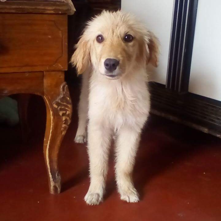 #URGENTE#voz#info#merida
Cachorra d Golden ABANDONADA Esta en  temporal por unos días. 04247475459 Maria Lacruz