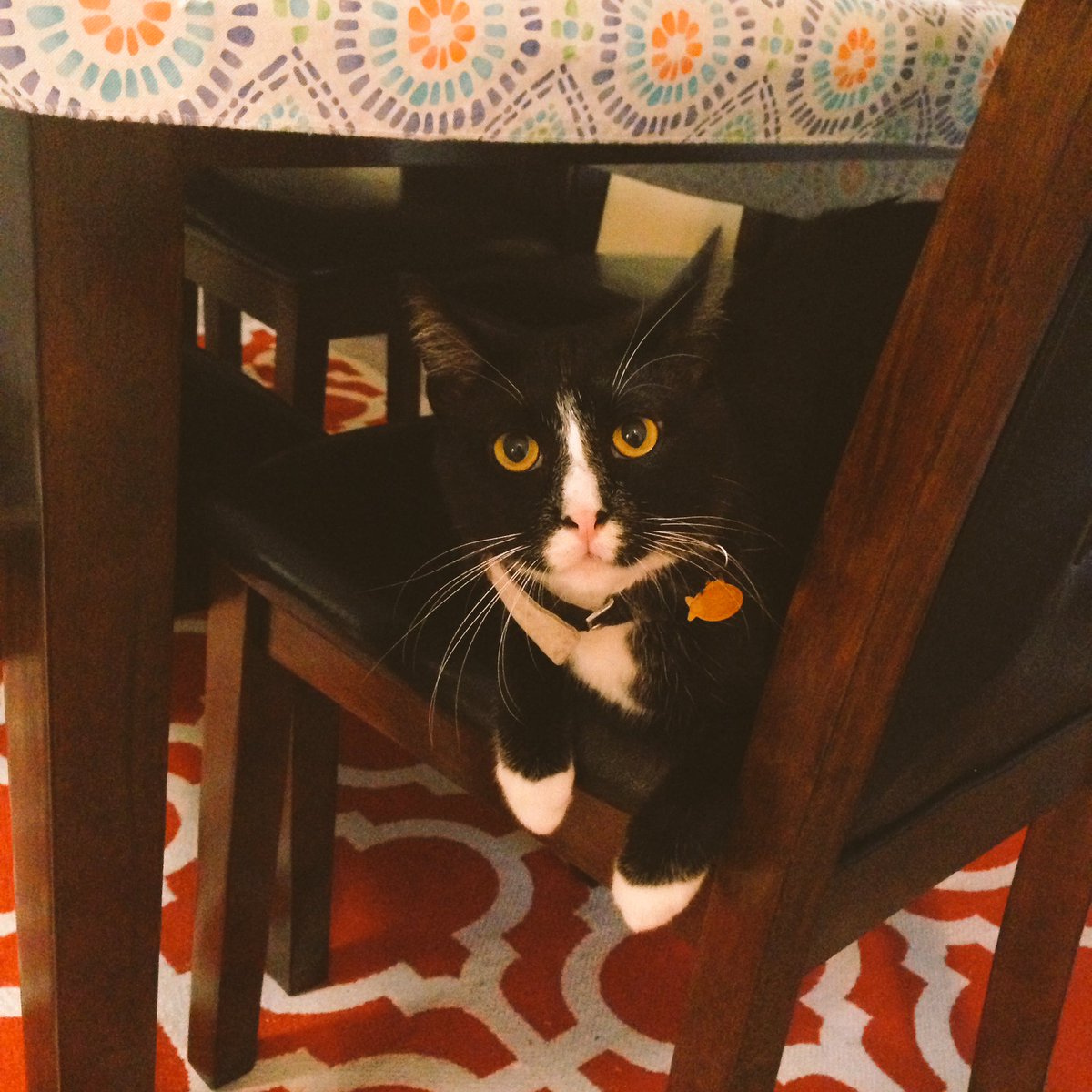 MeowMagneto's tweet photo. Hiding from the thunder! ⛈ #storm #ATX #CatsOfTwitter #meow #summerrain https://t.co/plOJpSYIa9