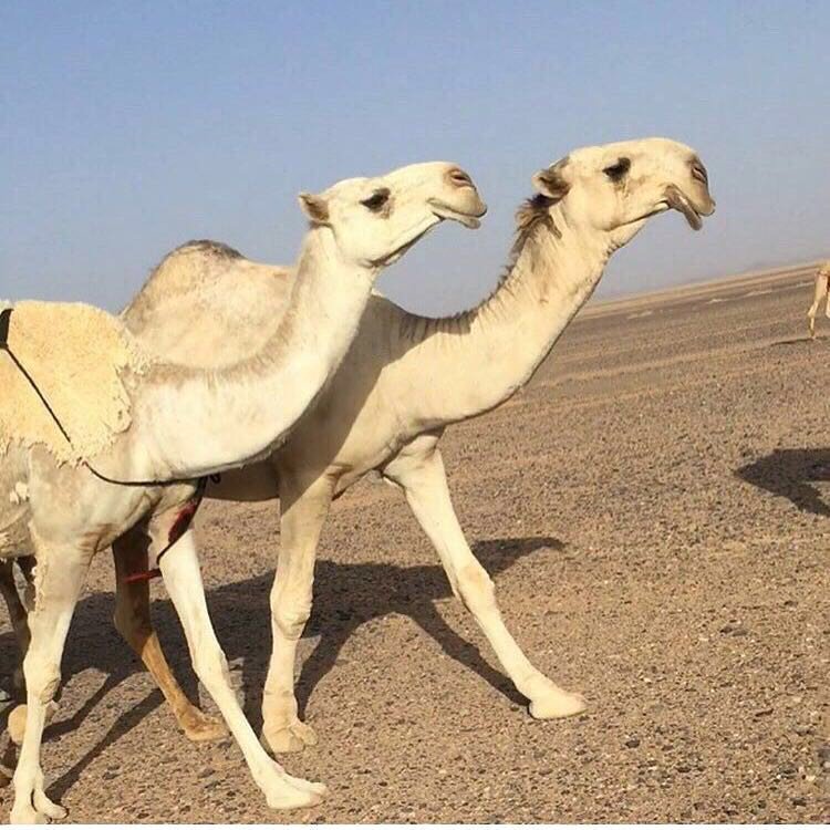 الكنق / ولد الكنق ::لــ  الشيخ بركات بن ناهس البراك