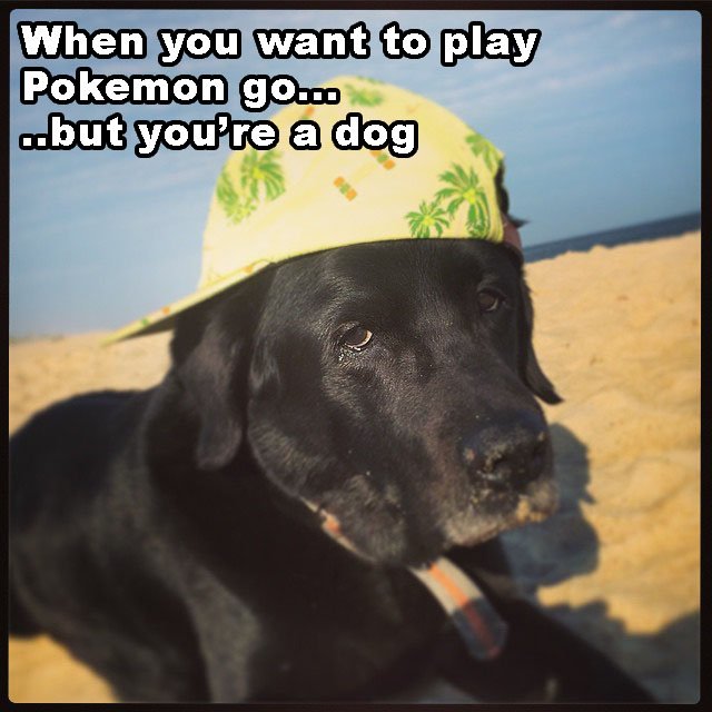 HAPPY MEME MONDAY!!! <3 Bear #mememonday #4glory #memesbymark #defgrls #PokemonGO