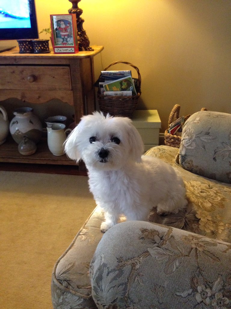 courtneycwarren's tweet photo. @LiveKelly our Maltese, Lexi, has severe separation anxiety. Tinkles everytime we leave! Help! #LiveDogDays https://t.co/hSpOPw2Xii
