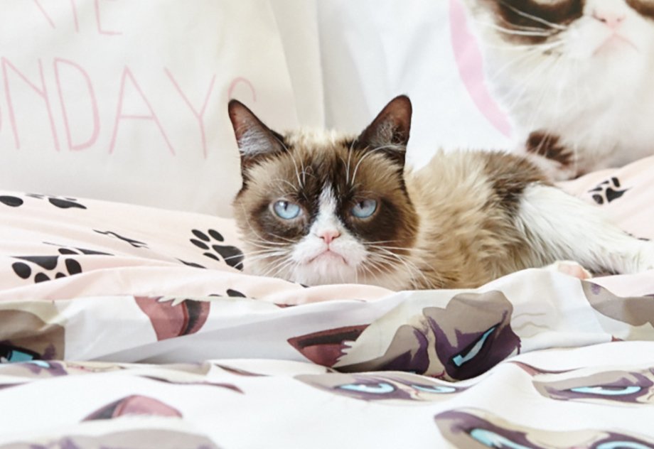 Primark's tweet photo. Guess who we hung out with last week...@RealGrumpyCat https://t.co/3O2alfgwV0 #Primark #PrimarkMeets #GrumpyCat https://t.co/k2W57fvsjf