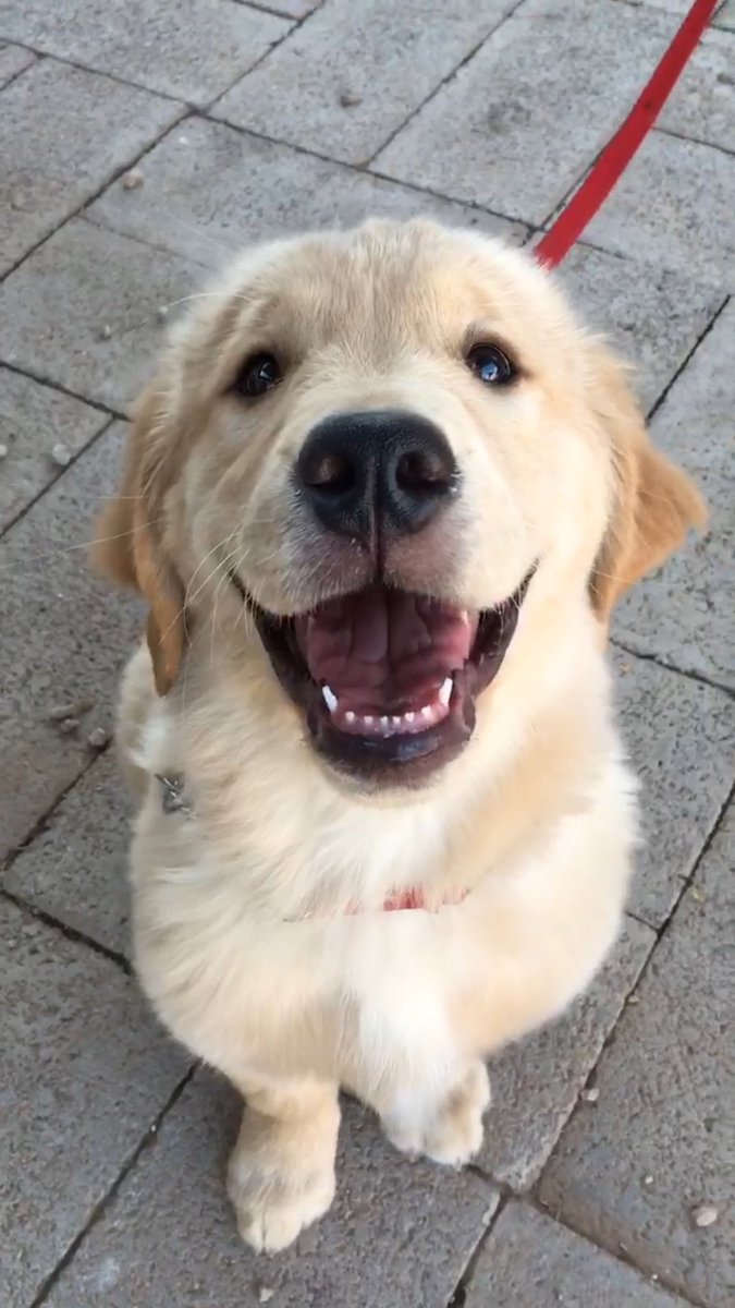 😍 Just look at this pup! #dogtraining #Scottsdale #WeAreDogTraining