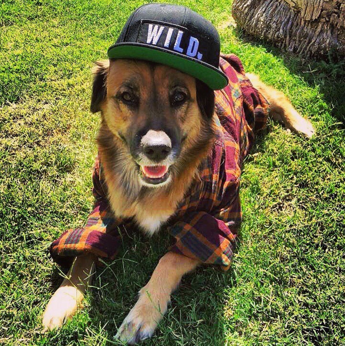 Sometimes we play dress up 🙌🏻 #dogtraining #Scottsdale