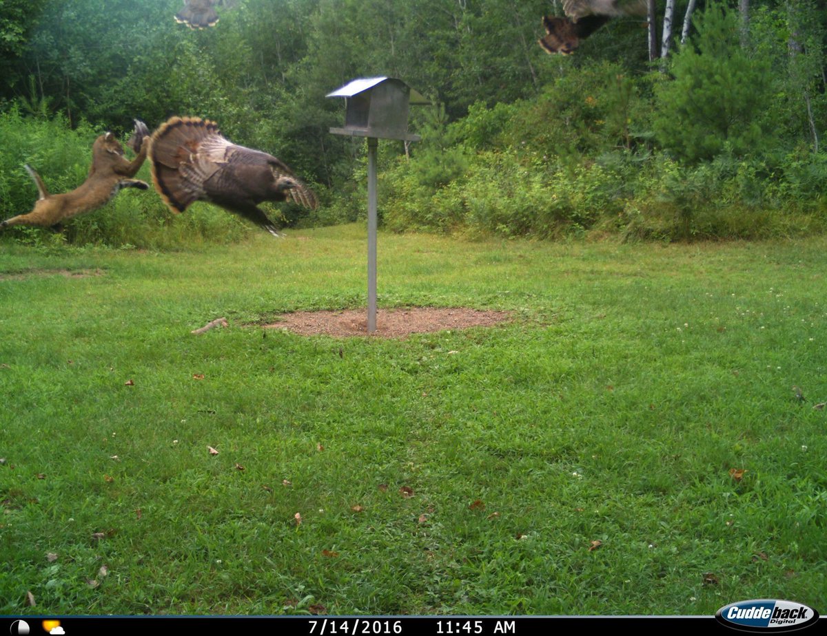 Jay Klinger of Oshkosh, WI put his Cuddeback to work to determine why there were so many turkey feathers around.