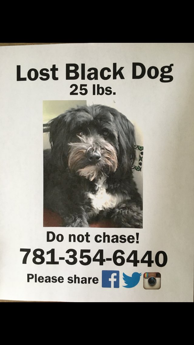 alparker's tweet photo. Last seen in #Framingham at 10am 7/25. Pls. call w/ sightings. Reward offered. https://t.co/VcP85jq3rp
