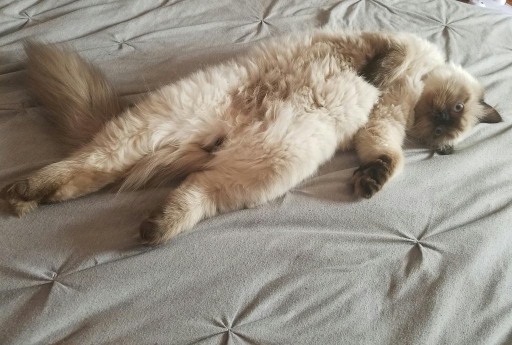 ryan kelley tweet media