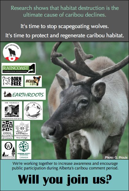 BCspecies's tweet photo. AB's latest #caribou strategy is NOT conservation #ForestsNotFences #NoWolfCull Tell them: esrd.planning@gov.ab.ca https://t.co/MEinQYz7Vb