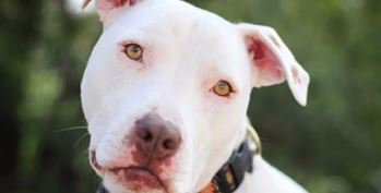 Take better photos of your buddy with these tips. orv.is/2a5e2vq #photography