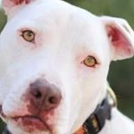 Photo by Orvis Dogs (@OrvisDogs)