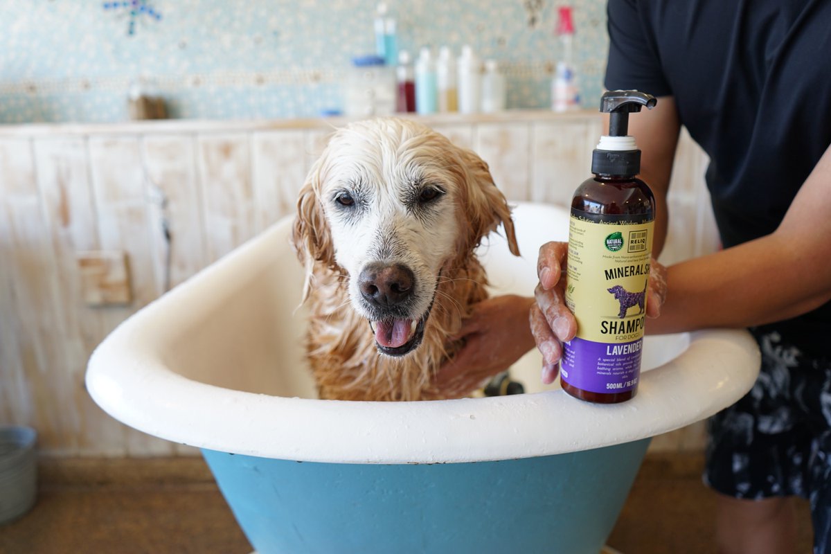 GoldenWoofs's tweet photo. .@ReliqPet #dogshampoo molecular technology helps remove buildup skin odors #ad https://t.co/Jy7yaqW8dB + #giveaway https://t.co/e9gQeuCWiV