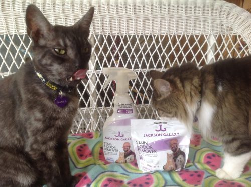 JacksonGalaxy's tweet photo. Ramses &amp; Zazu like my Stain &amp; Odor Remover :) by @Fizzionclean! #TeamCatMojo https://t.co/d2ZPkQz25E