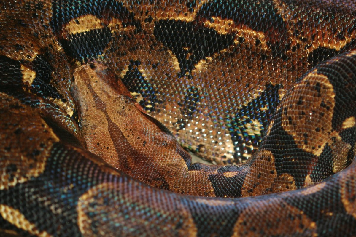 NickySuze's tweet photo. #CanberraZoo is not just about the animals!  Check out these reptiles.  Up close and personal.  #VisitCanberra. https://t.co/sWSyAChXaK