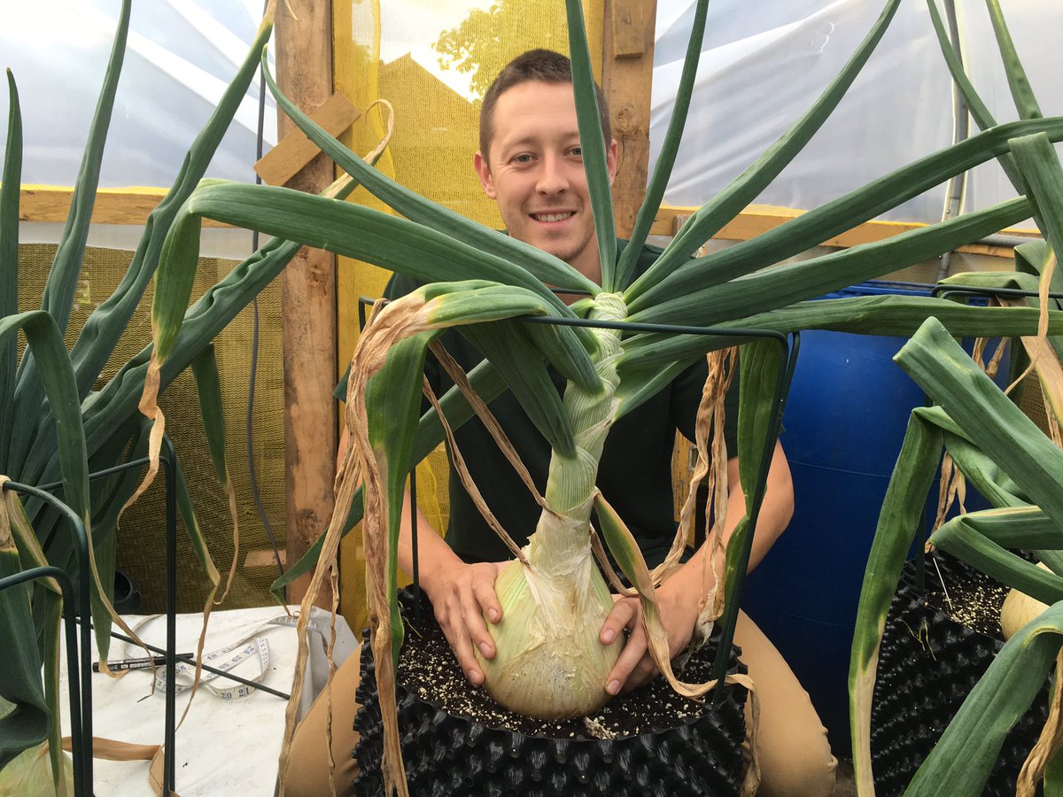 Onions in the air-pot containers are still growing well. <a href="/airpotsystem/">Air-Pot®</a> <a href="/airpotgardener/">Alex Taylor</a>