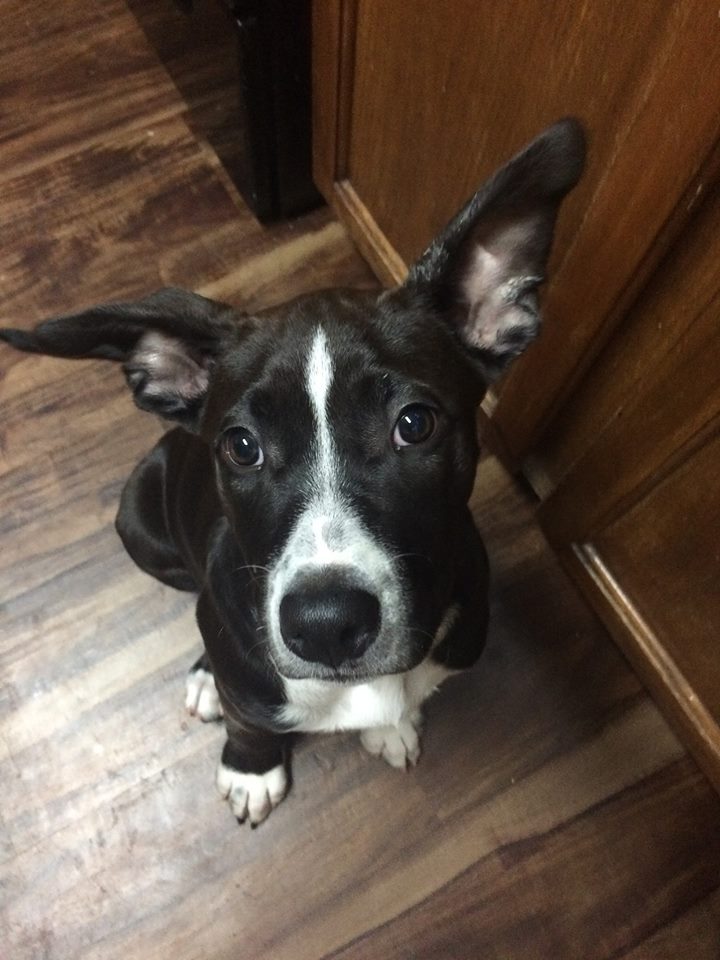 officialPPRT's tweet photo. Weather, a Lab/Pitt mix puppy, is our Adoptable Dog of the Week. Click the link for details

https://t.co/daDRGe372X https://t.co/5yAoCRHccU