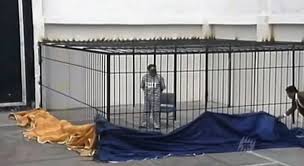 TRICICLODELPERU's tweet photo. Gracias Chino por capturar a Abimael Guzmán y enjaularlo como el cerdo terrorista que es.
#YoTambienApoyoElIndulto https://t.co/svpEnBLT4G