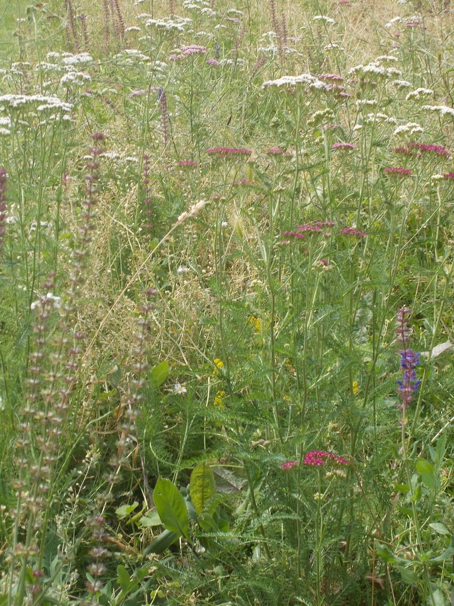 lorraine171260's tweet photo. The new wildflowers at #camberwellgreen #southwark https://t.co/CtKEZ7vlXE